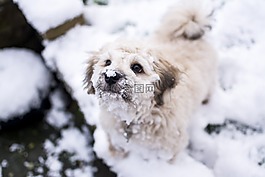 狗,雪,寵物