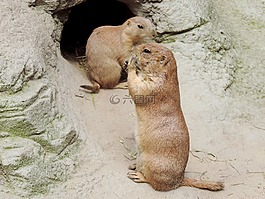 旱獺,嚙齒動物,地鼠