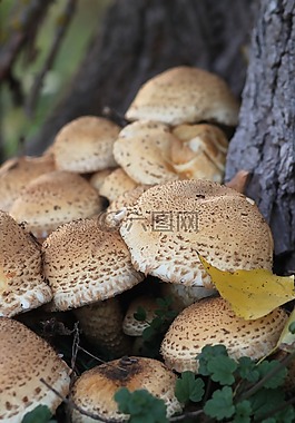 性質(zhì),秋季,蘑菇