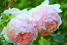 花,玫瑰,葉