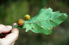 duběnka,片,橡樹葉