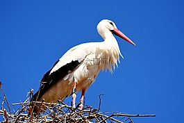 鸛,飛,鳥(niǎo)