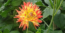 嬌琴紗,花,黃色