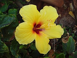 花,槿,自然