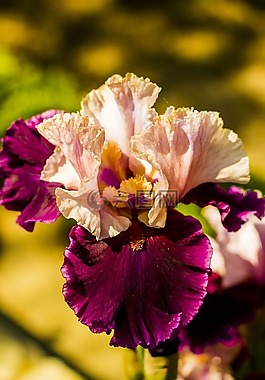 花,的,花園