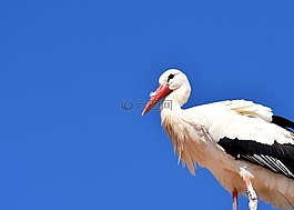 鸛,飛,鳥(niǎo)
