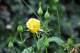 玫瑰,花園,性質
