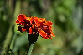 花,花園,植物