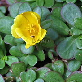 花,黃色,橙色