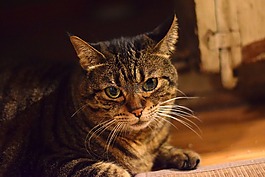 貓,動物,哺乳動物