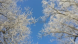 性質(zhì),冬天,景觀