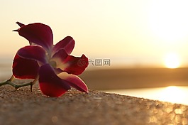 性質(zhì),花,海灘