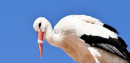 鸛,飛,鳥(niǎo)