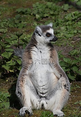 哺乳動物,貓鼬,動物園