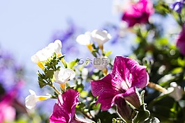鮮花,春,花瓣
