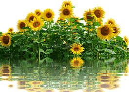 向日葵,太陽,夏季