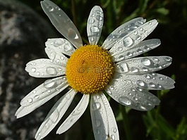 雛菊,花,自然