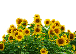 向日葵,太陽,夏季