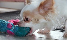 狗,奇瓦瓦州,白色棕色