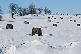 雪,冷,樹