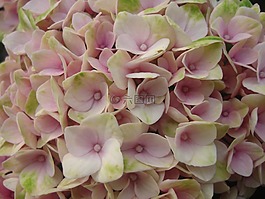 繡球,八仙花,開(kāi)花
