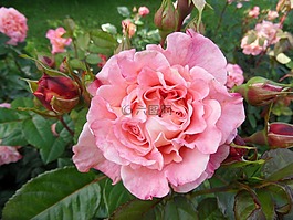性質(zhì),花,玫瑰