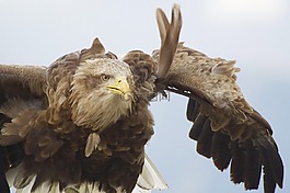 鷹,飛行,鳥