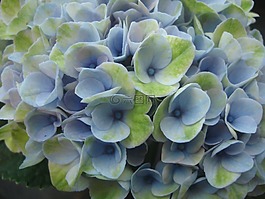鮮花,繡球,八仙花