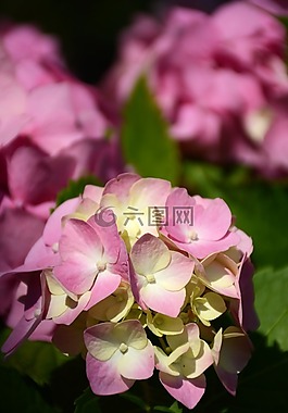 鮮花,春,自然
