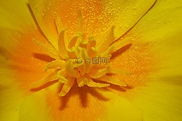 宏,开花,金色的眼睛