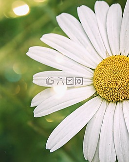 野花,雛菊,夏天
