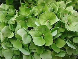 繡球,鮮花,綠色