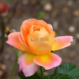 玫瑰,花園,盛開(kāi)