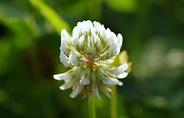 三葉草,白,??kowa