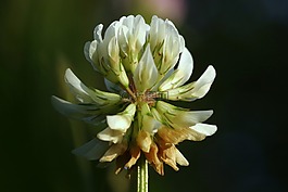 三葉草,白,??kowa