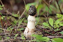 蘑菇,夏季,性質(zhì)