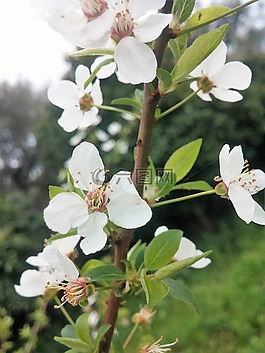 白色的花,開花,希臘
