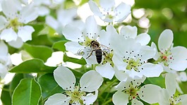 花卉,蜜蜂,布魯姆