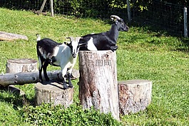 山羊,木蓄积,享受热