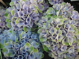 八仙花,鮮花,f