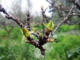 βερυκοκιά,开始发芽,植被