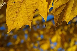 秋季,樹,葉子
