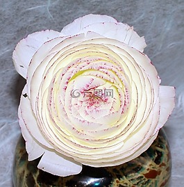 花,特寫,開花