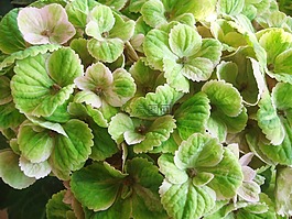 鮮花,八仙花,開花