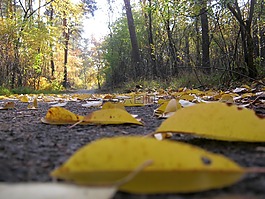 隨風,路,森林的地面