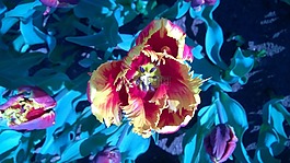 郁金香,花,顏色