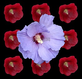 芙蓉,棉花糖,锦葵