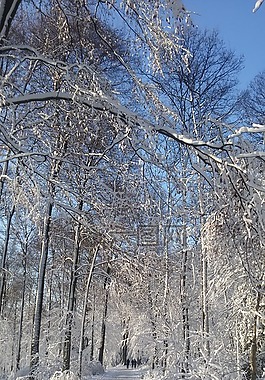 冬天,雪,冷