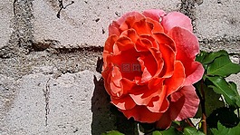 玫瑰,花,玫瑰花朵