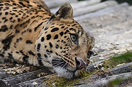 豹,動物,動物園